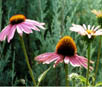 echinacea