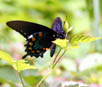 butterfly2