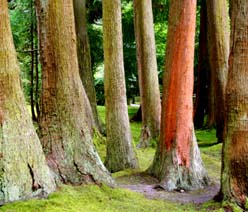 japanese cedars